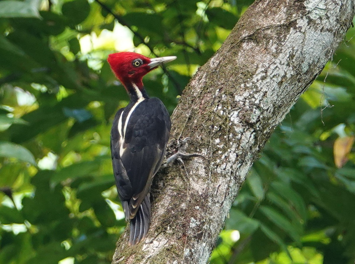 Pale-billed Woodpecker - ML645576273