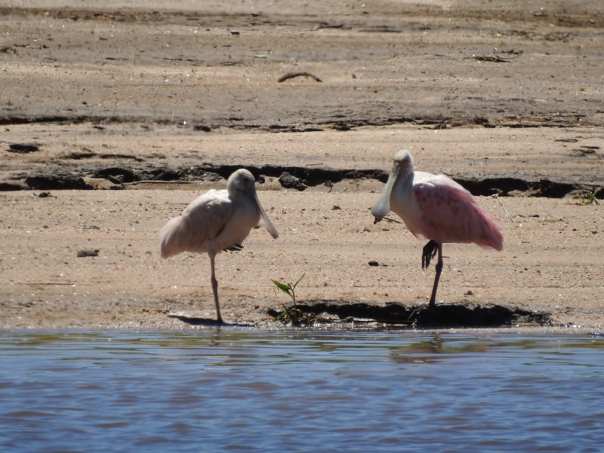 Roseate Spoonbill - ML645576281