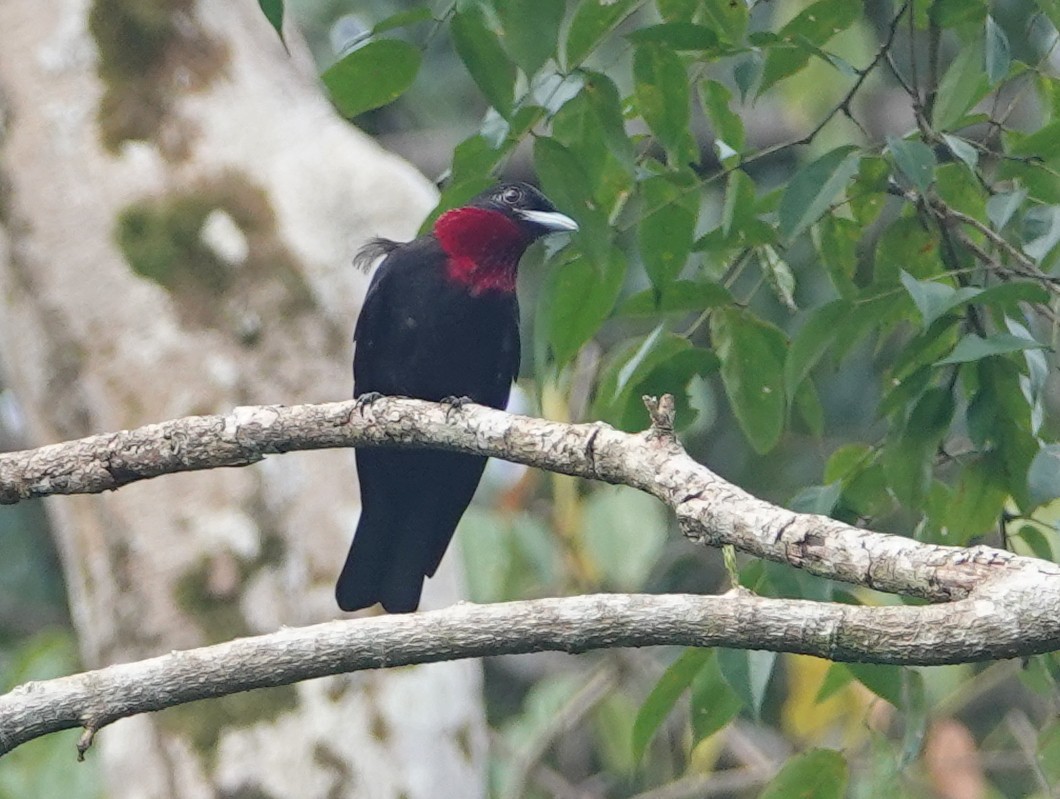 Purple-throated Fruitcrow - ML645576282