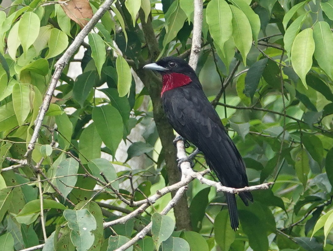 Purple-throated Fruitcrow - ML645576283