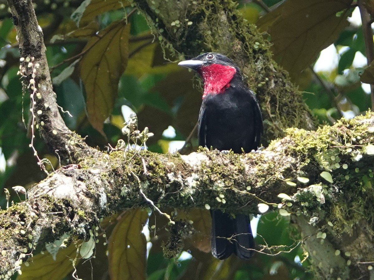 Purple-throated Fruitcrow - ML645576284