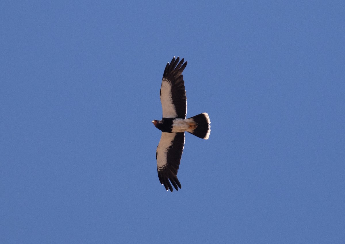 Mountain Caracara - ML645576286