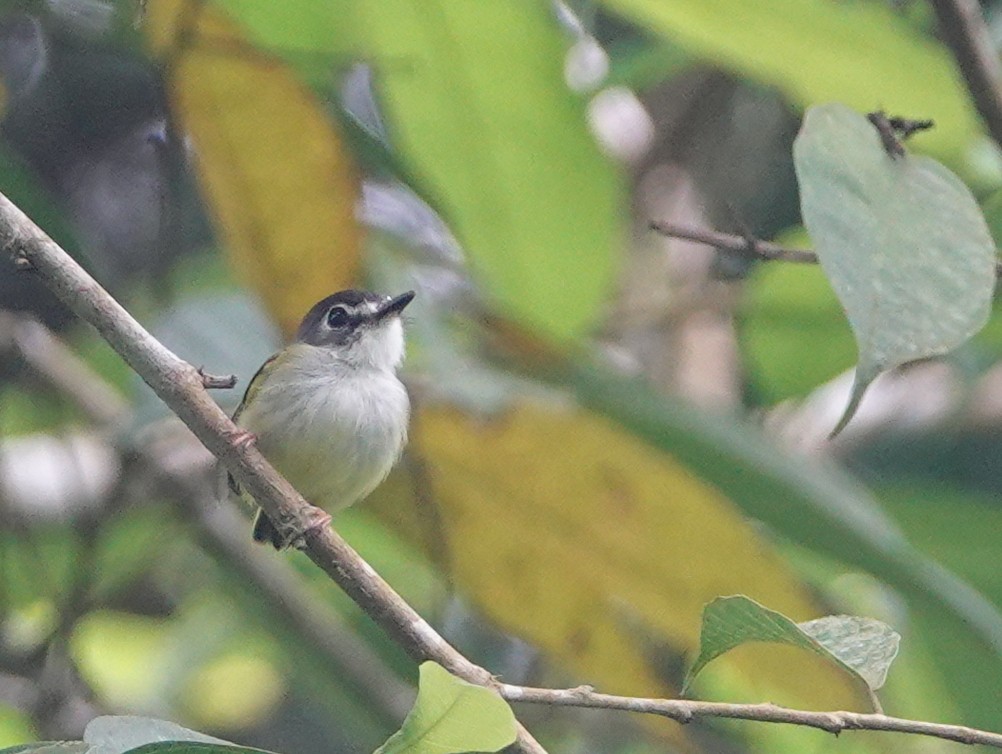 Black-capped Pygmy-Tyrant - ML645576291