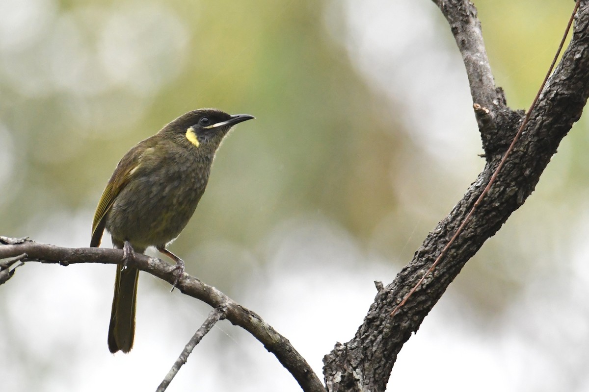 Lewin's Honeyeater - ML645576292