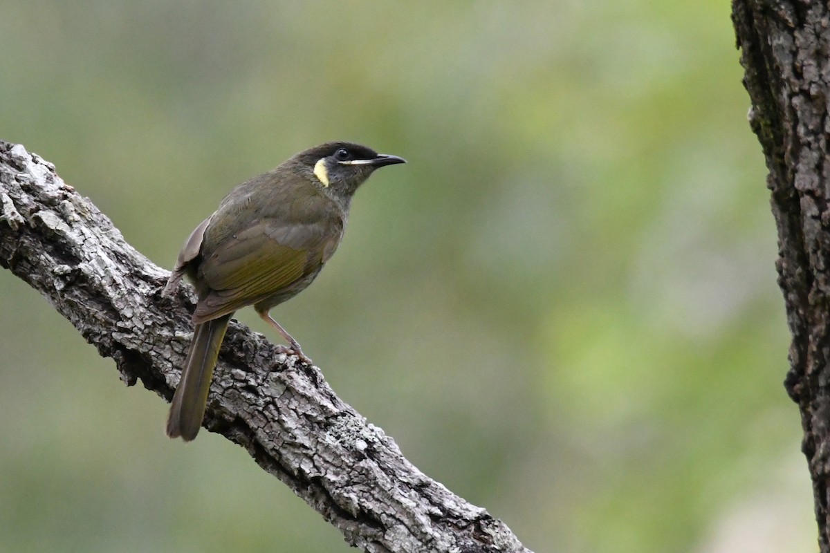 Lewin's Honeyeater - ML645576293