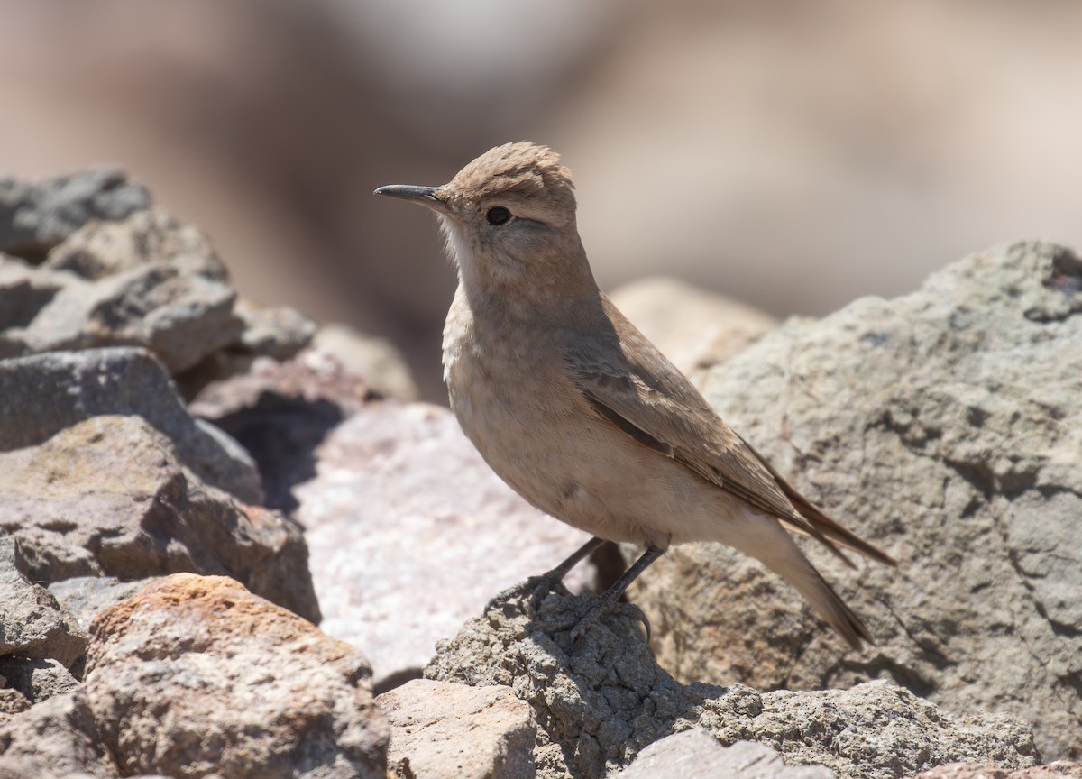 Creamy-rumped Miner - ML645576294