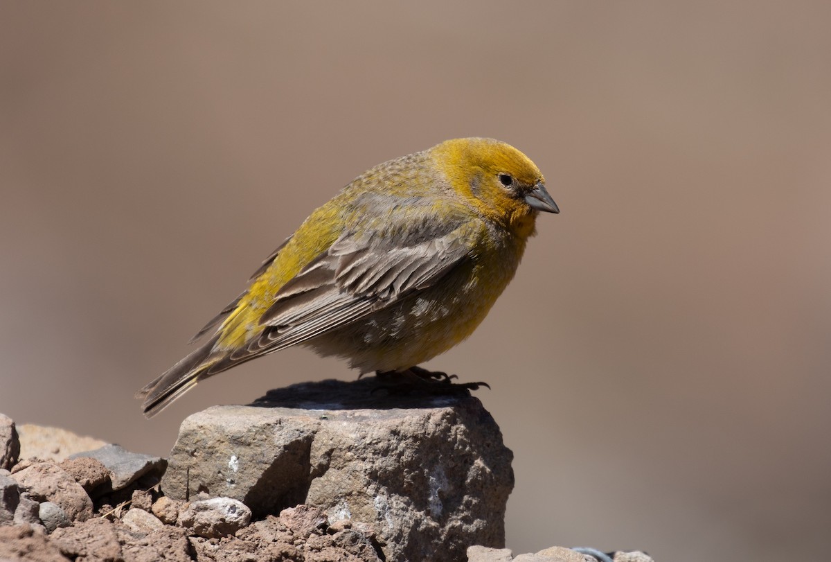 Greater Yellow-Finch - ML645576295