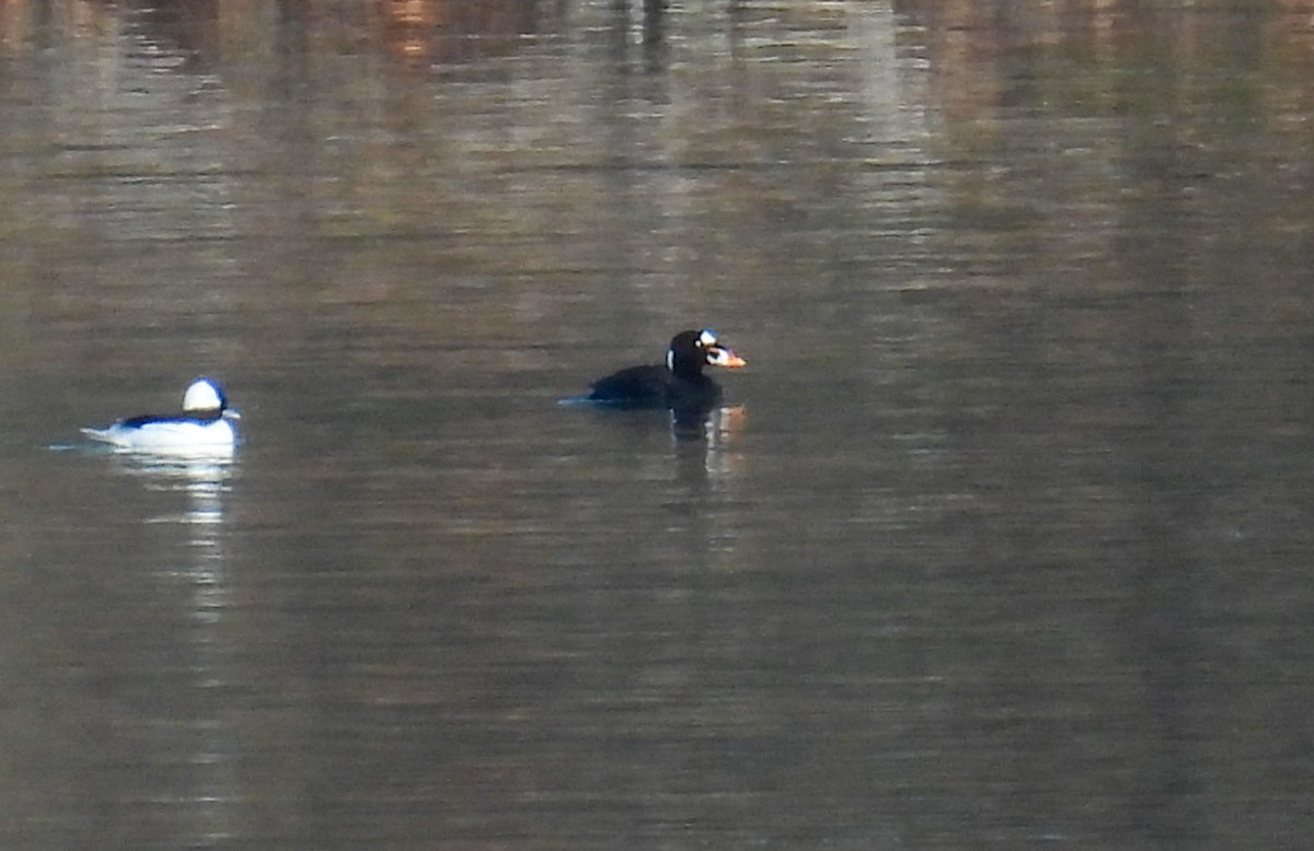 Surf Scoter - ML645576296