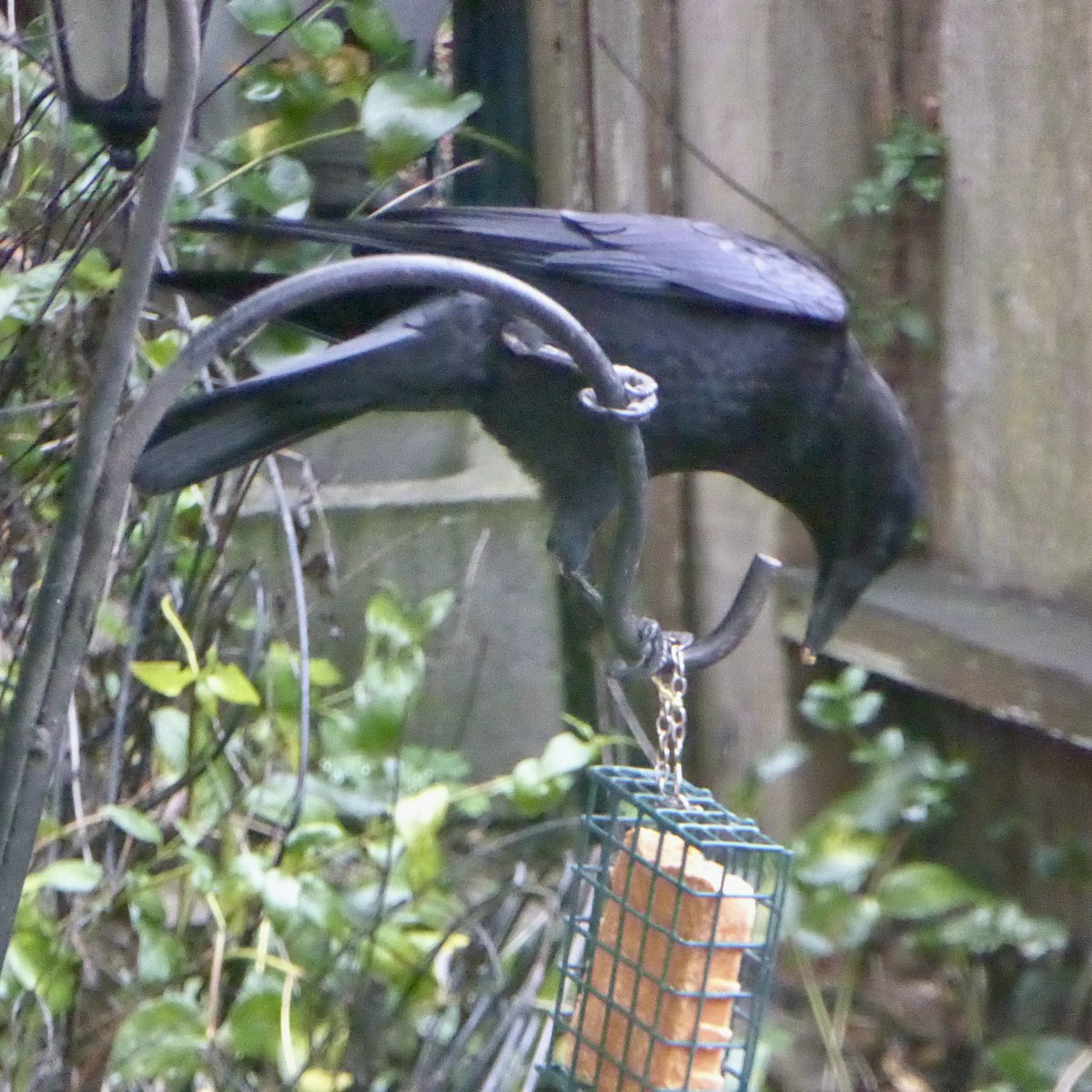 American Crow - ML645576298