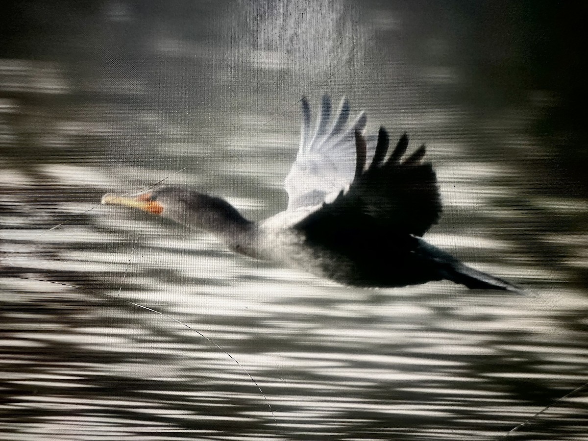 Double-crested Cormorant - ML645576300