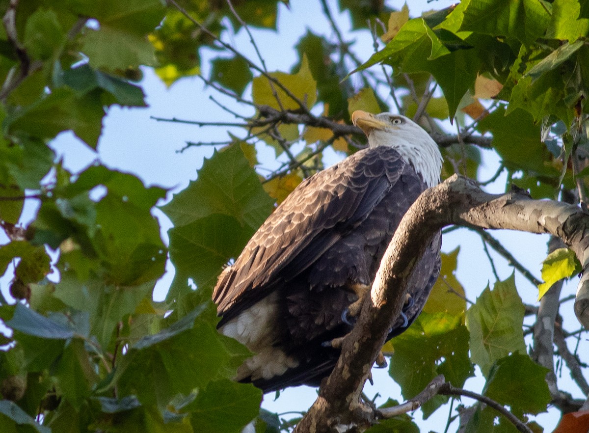 Bald Eagle - ML645576301