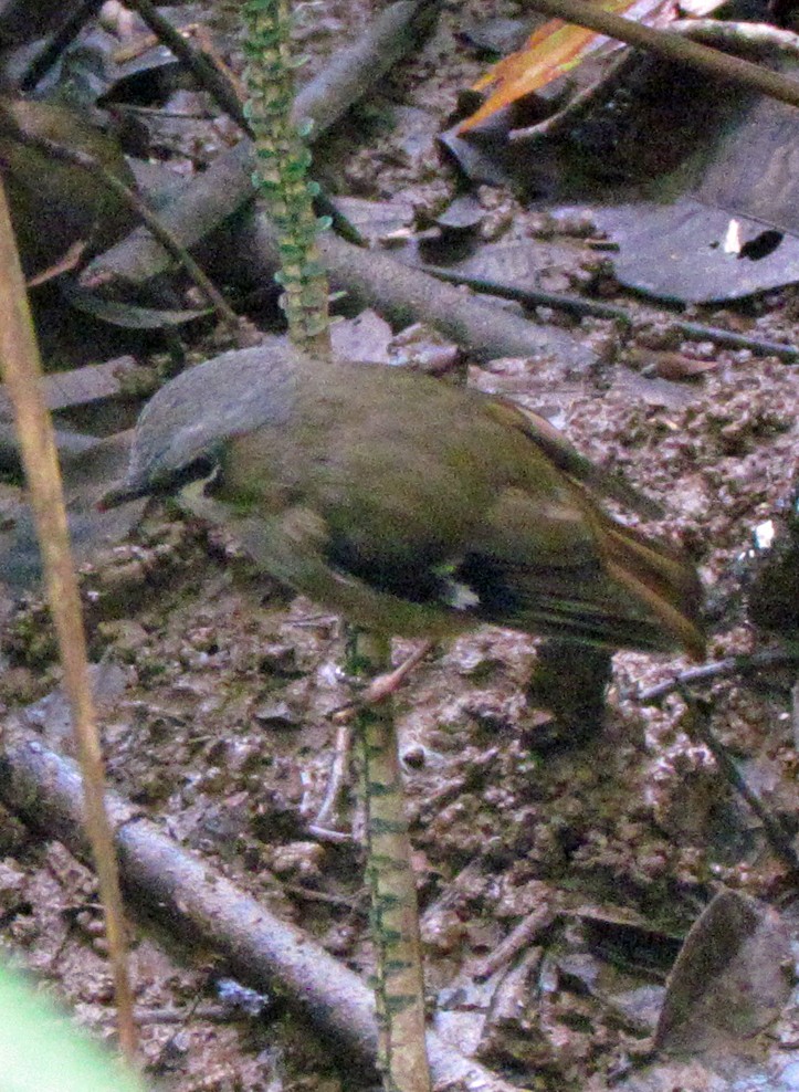 Gray-headed Robin - ML645576302