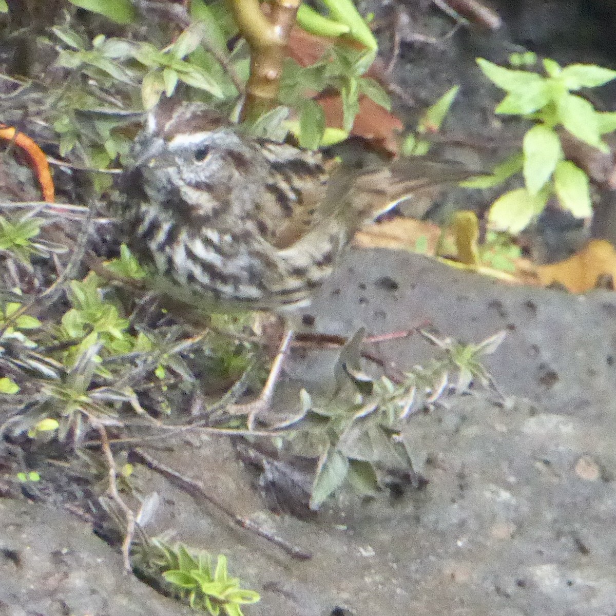 Song Sparrow - ML645576303