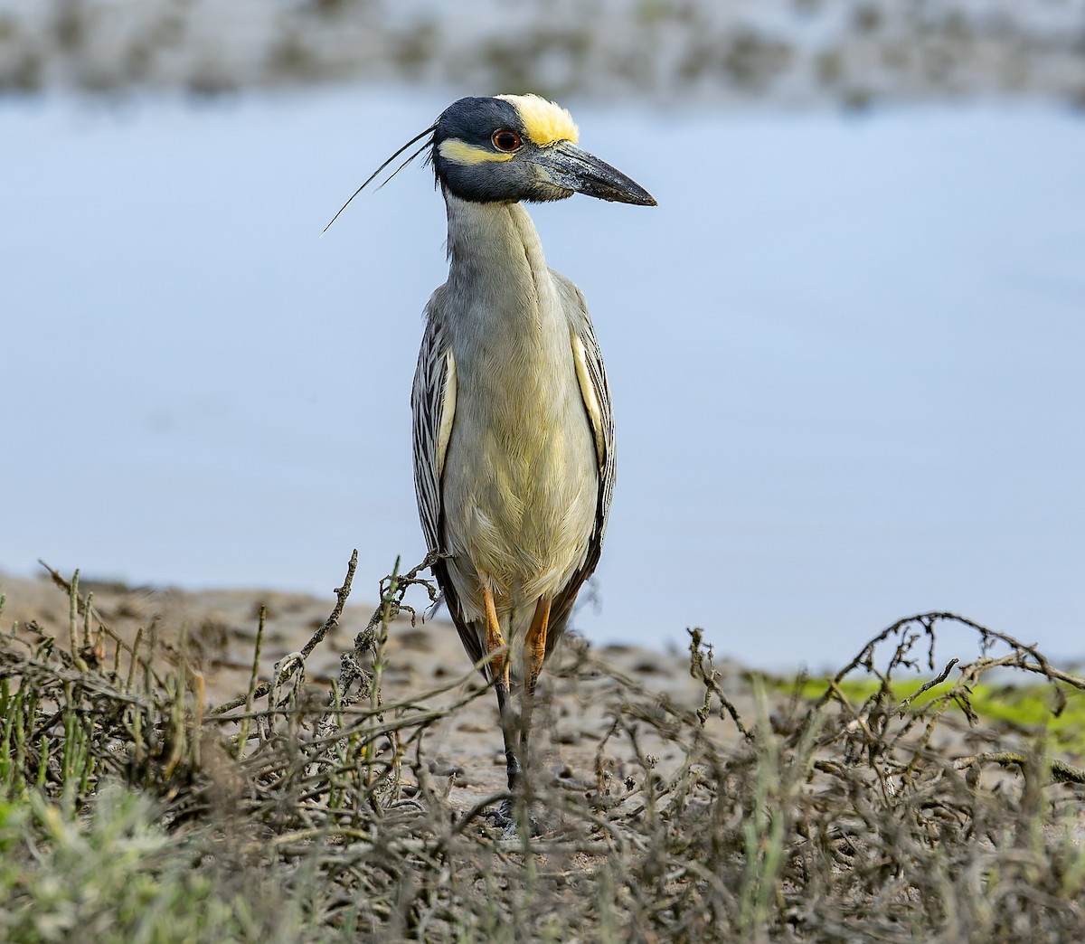 Yellow-crowned Night Heron - ML645576304