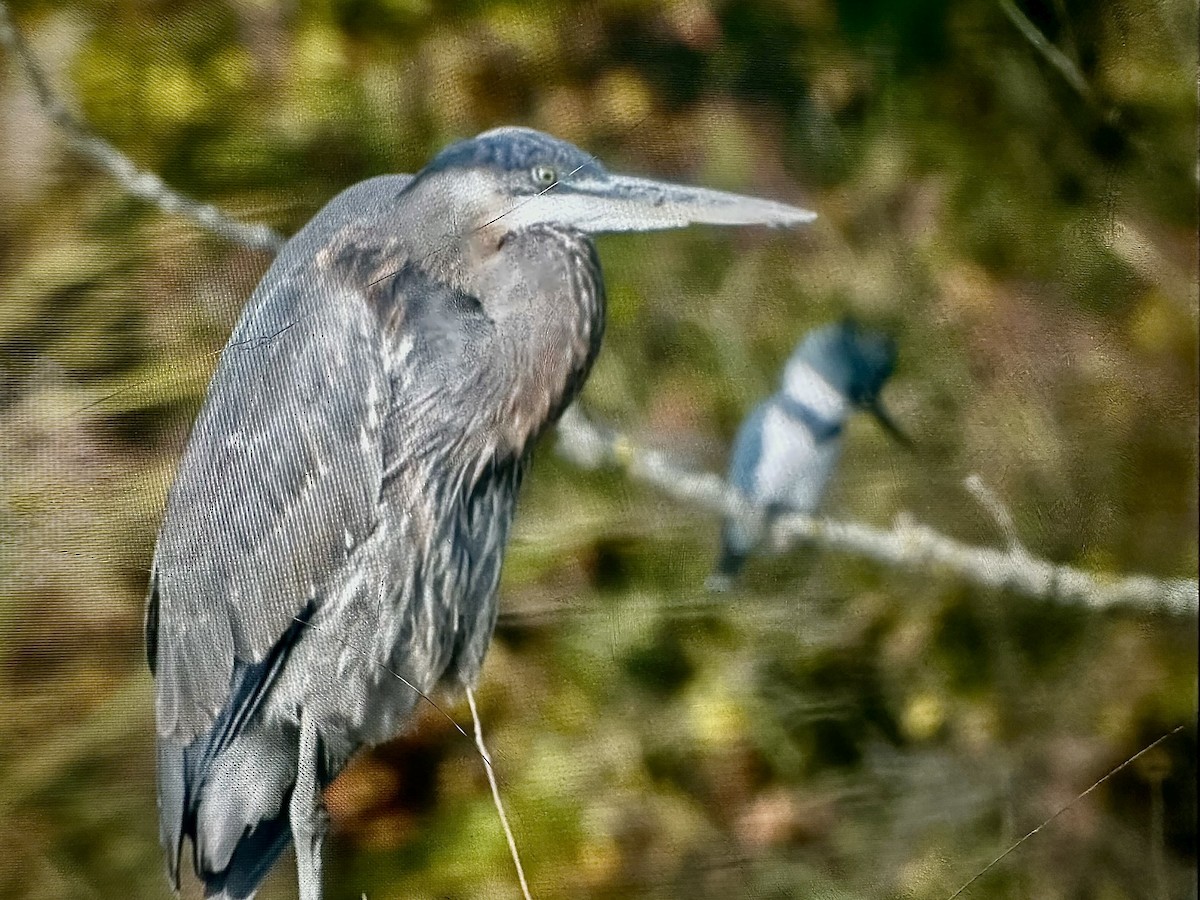 Great Blue Heron - ML645576305