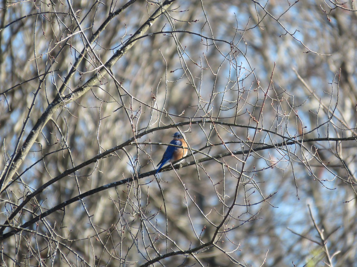 Eastern Bluebird - ML645576306