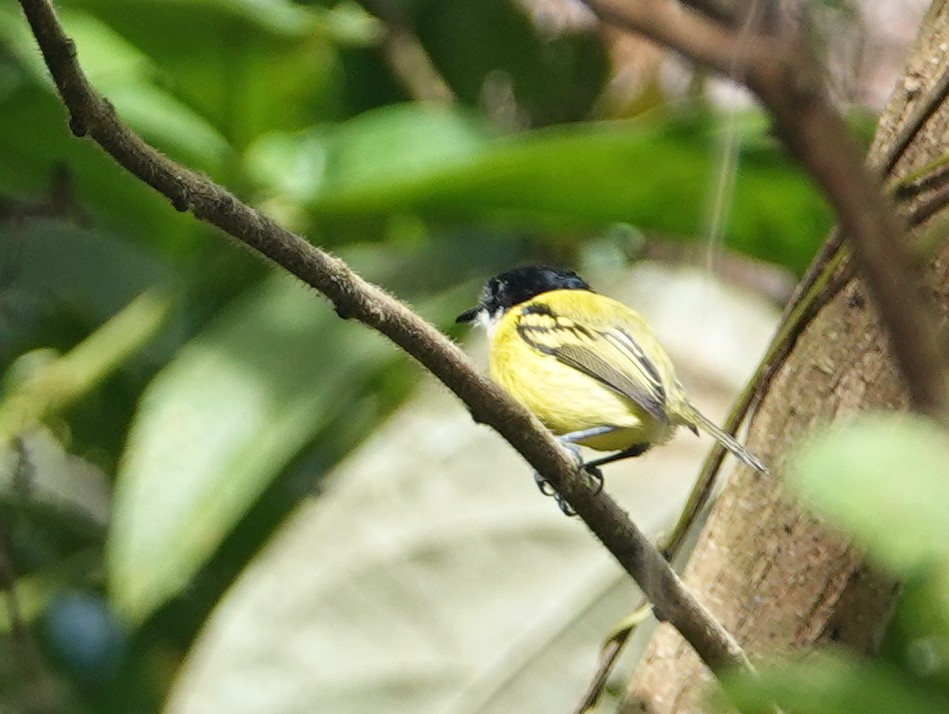 Black-headed Tody-Flycatcher - ML645576307