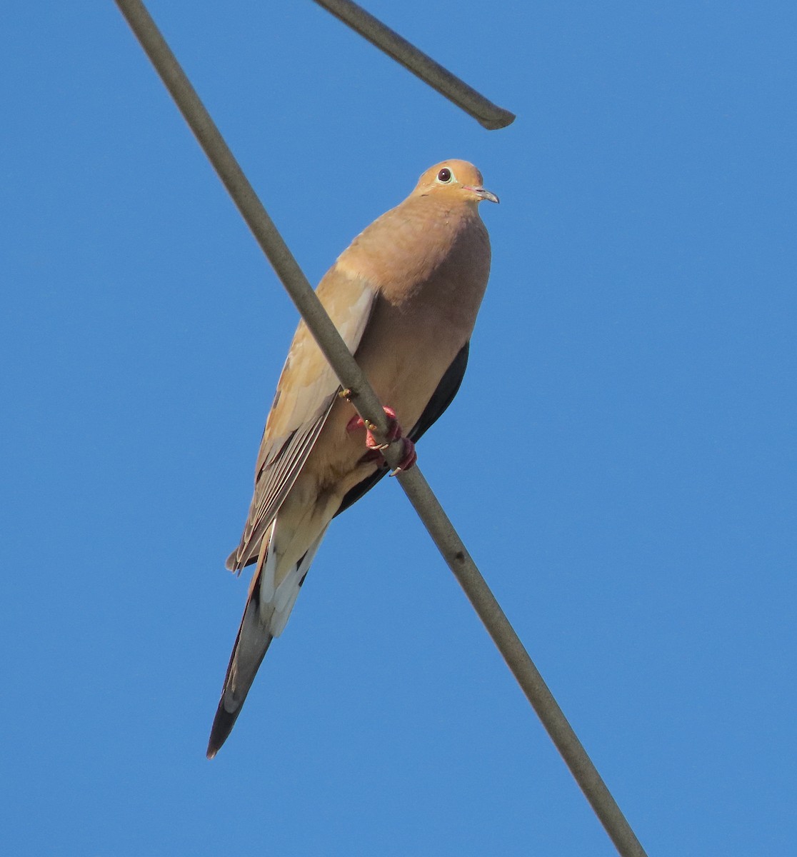 Mourning Dove - ML645576308