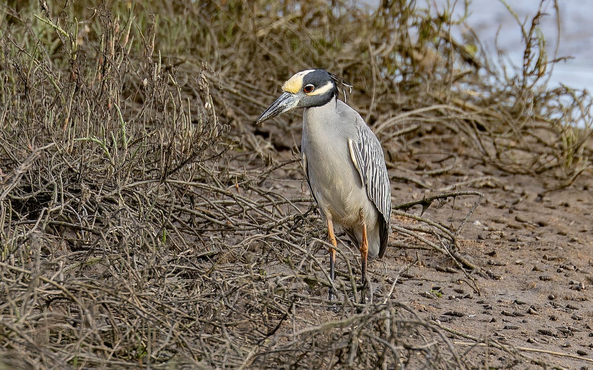 Yellow-crowned Night Heron - ML645576309