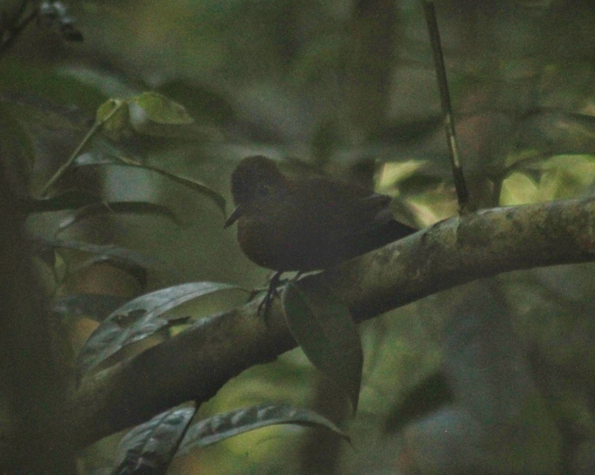 Rufous-breasted Leaftosser (Rufous-breasted) - ML645576310