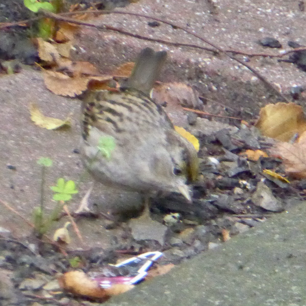 Golden-crowned Sparrow - ML645576311