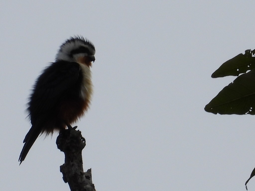 Collared Falconet - ML645576312