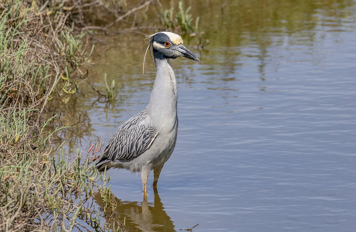 Yellow-crowned Night Heron - ML645576313