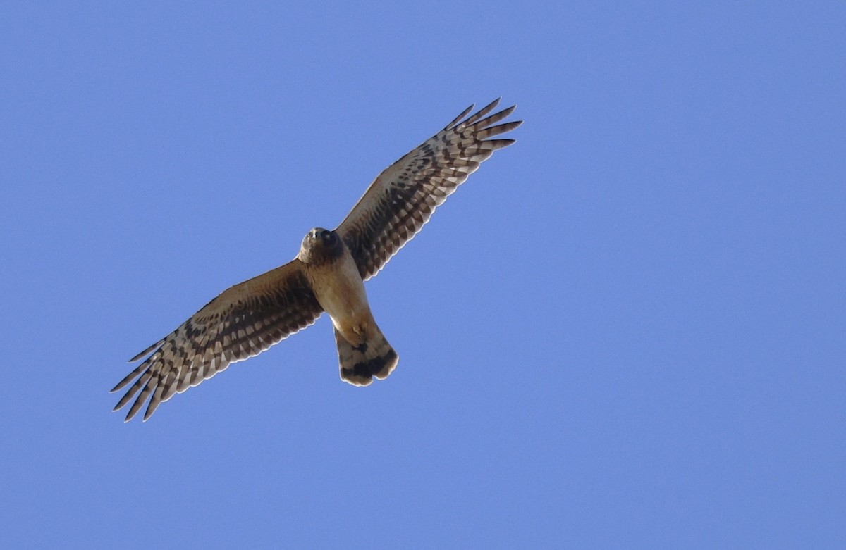 Northern Harrier - ML645576314
