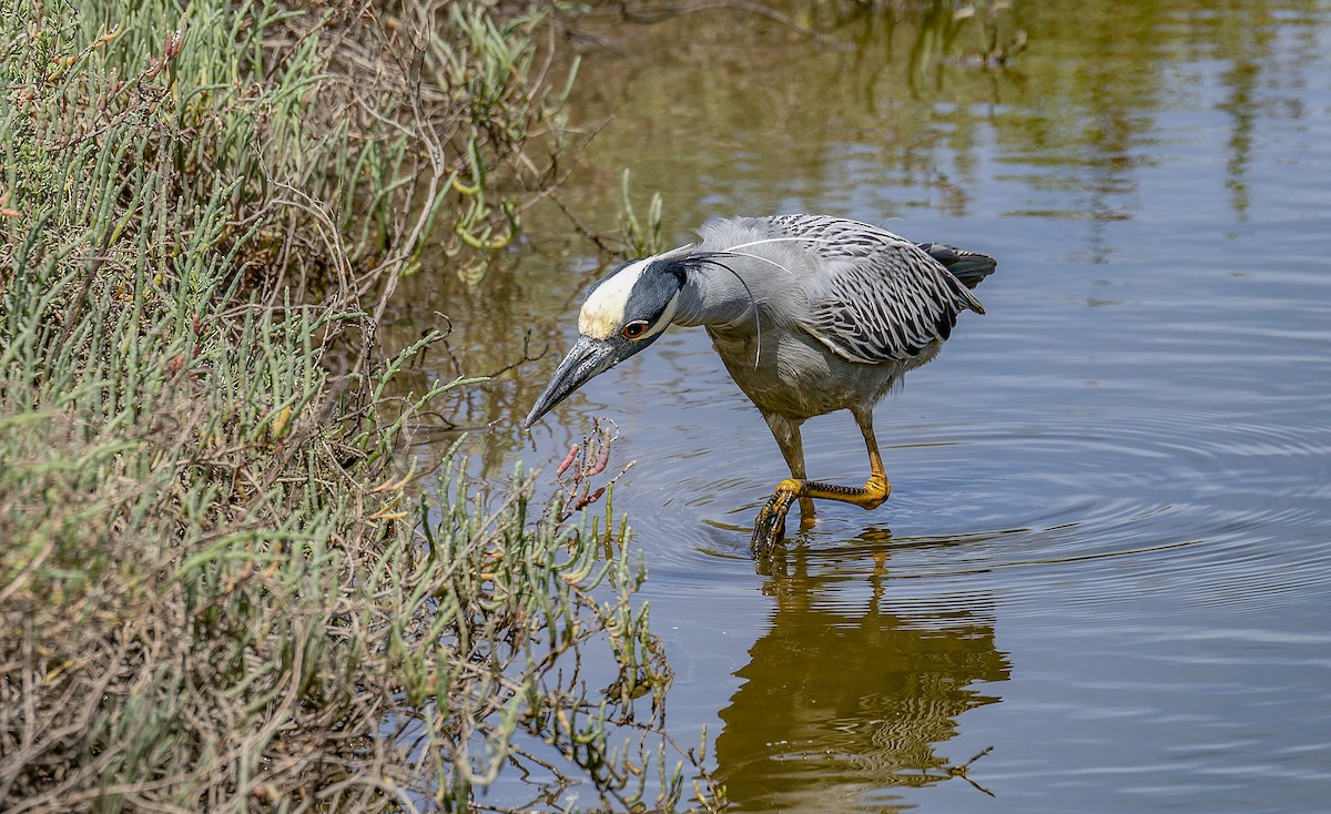 Yellow-crowned Night Heron - ML645576315