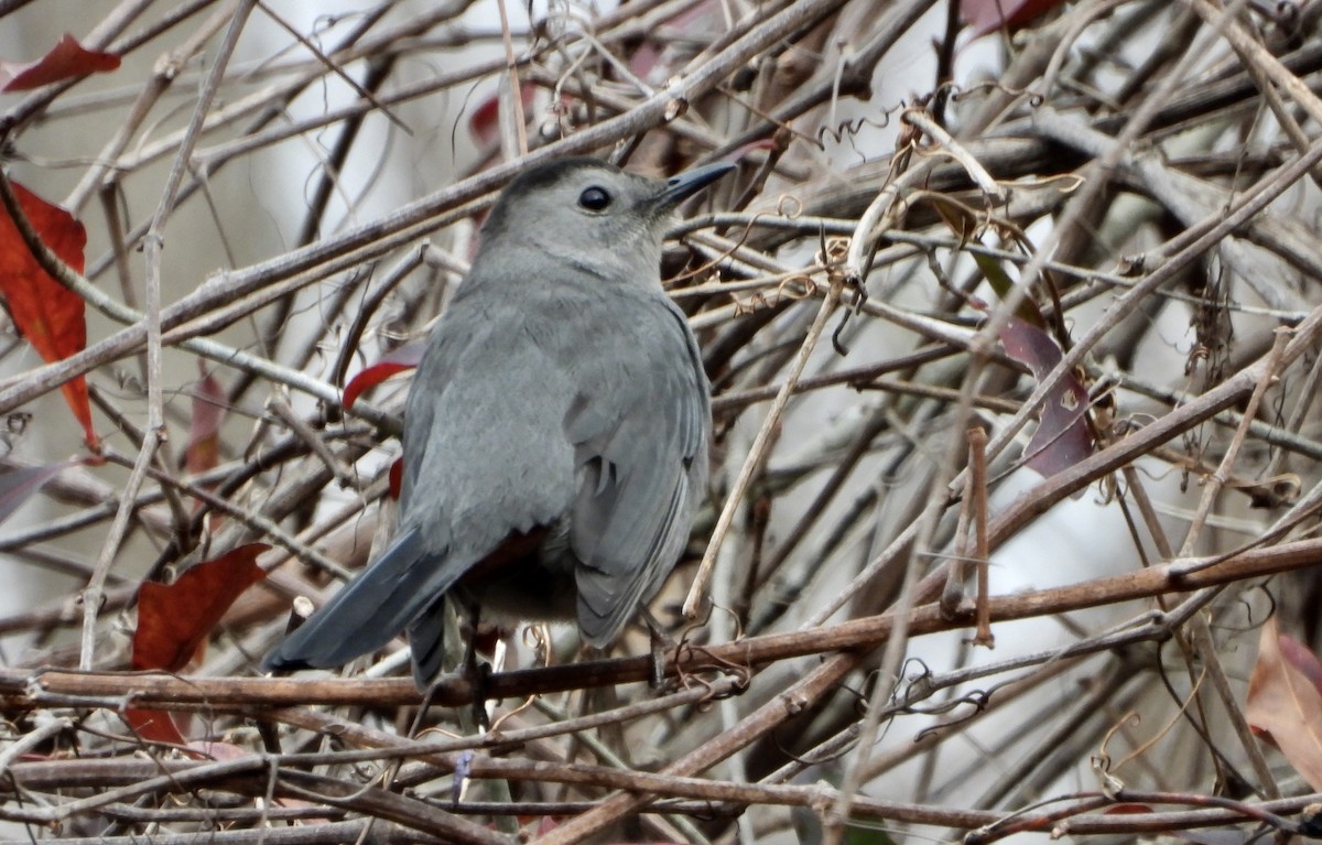Gray Catbird - ML645576317