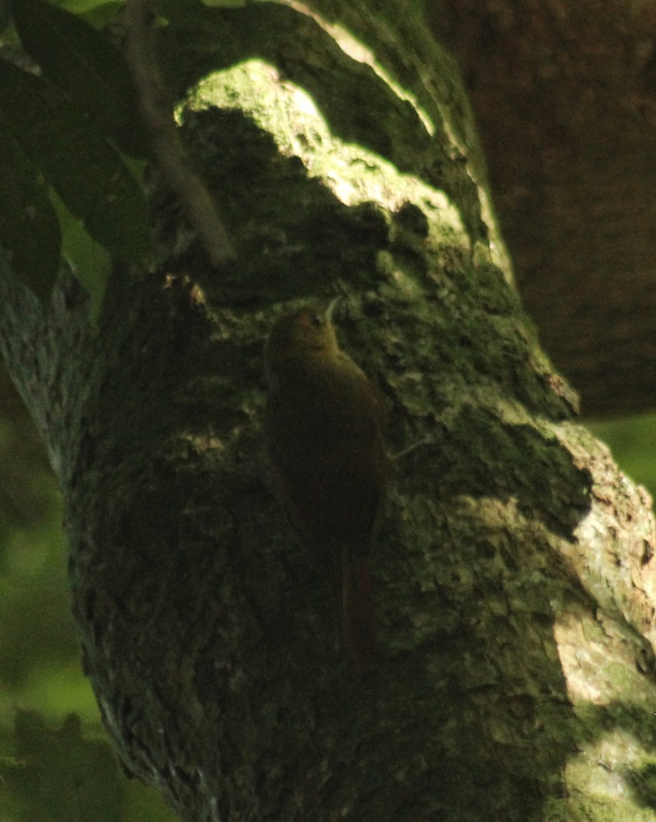 Olivaceous Woodcreeper (Olivaceous) - ML645576318