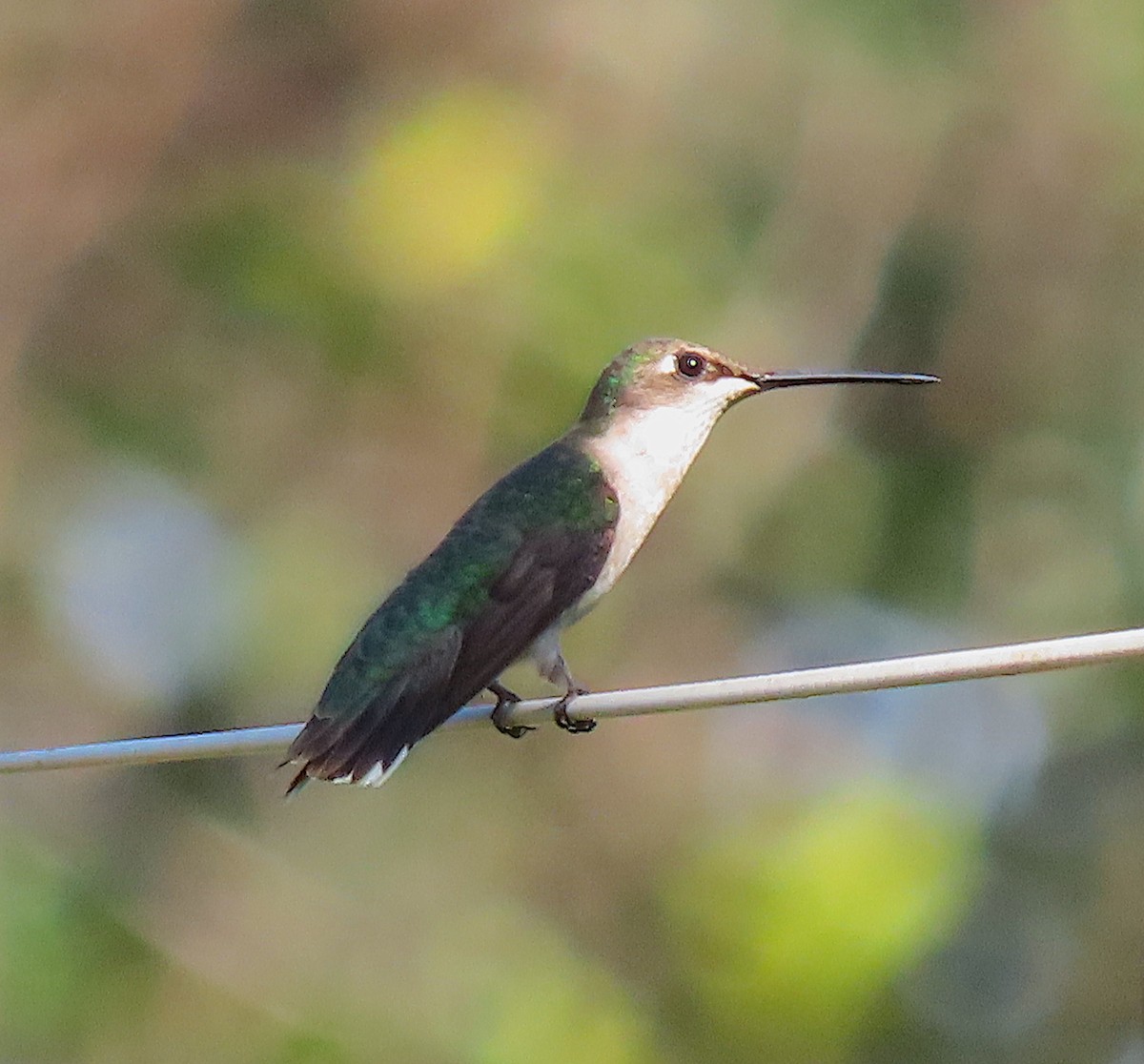 Ruby-throated Hummingbird - ML645576319