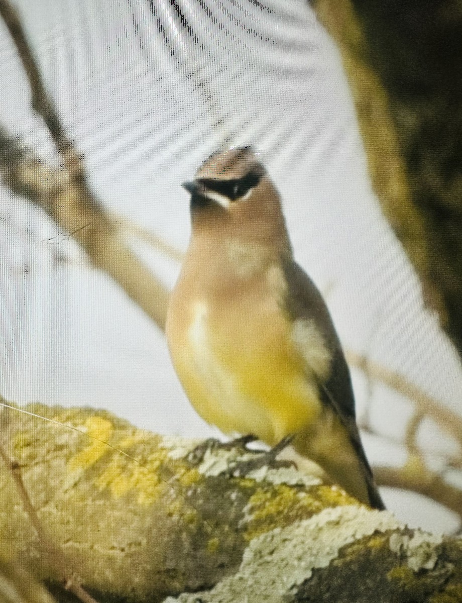 Cedar Waxwing - ML645576321
