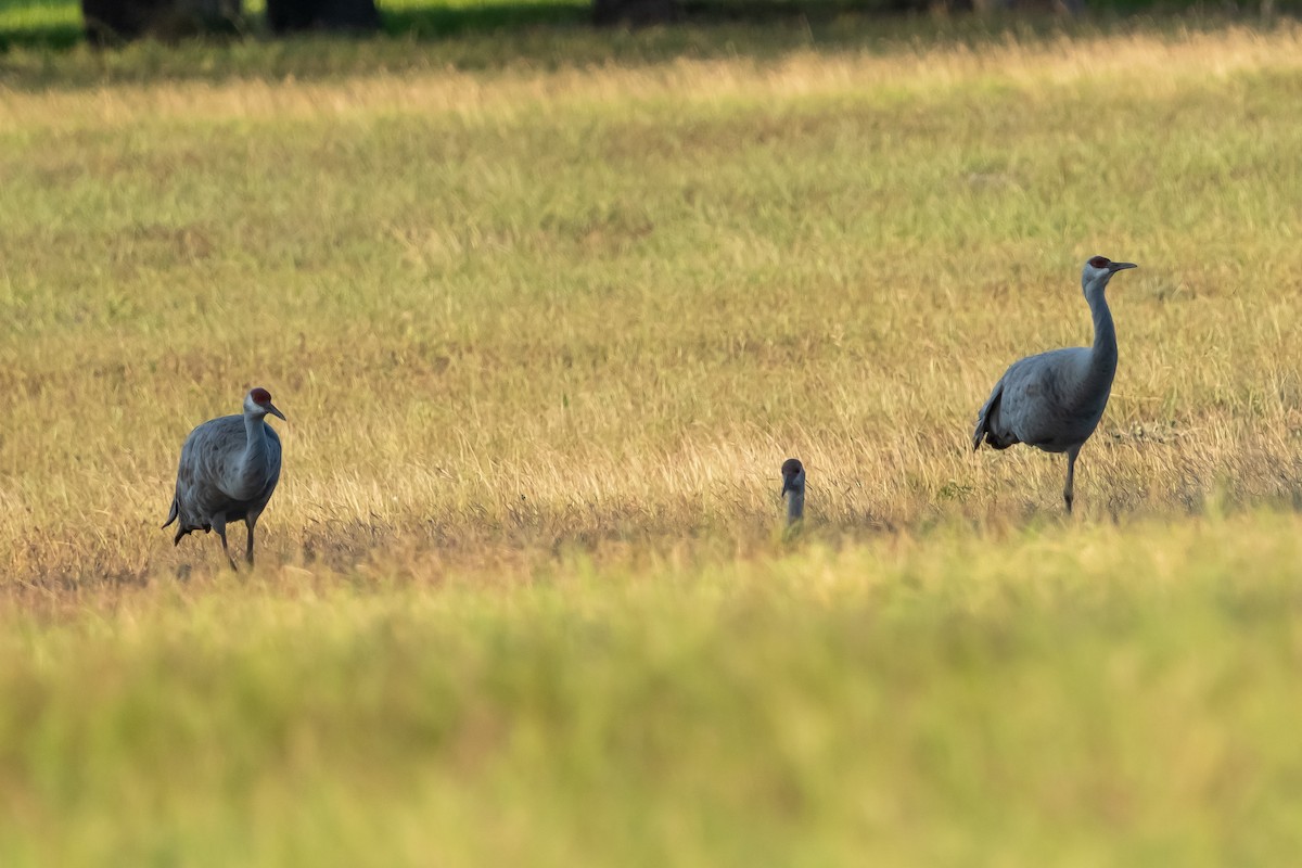 沙丘鶴 - ML645576322