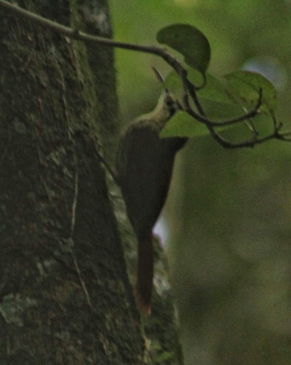 Scalloped Woodcreeper - ML645576324