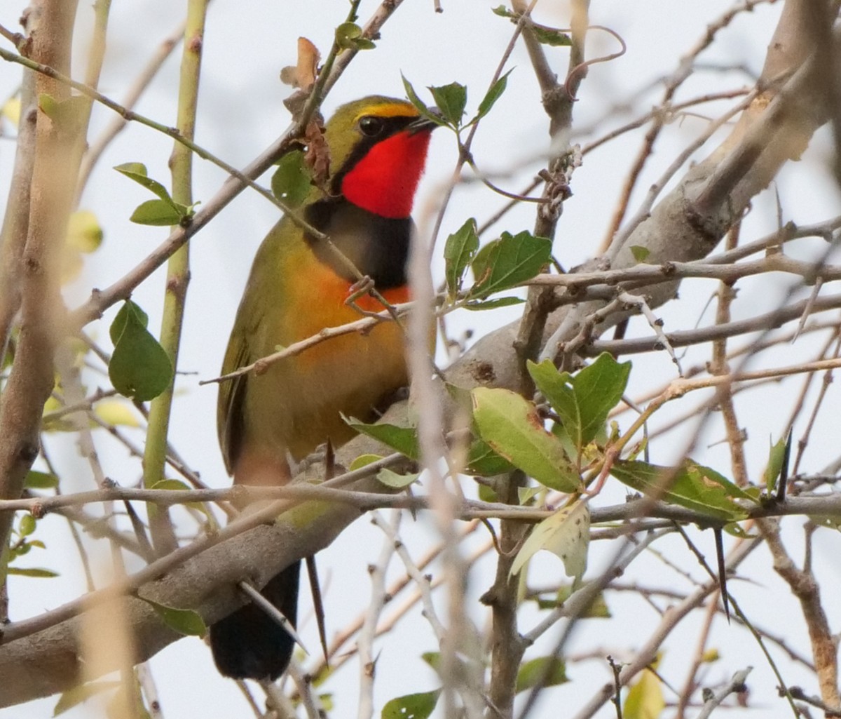 Four-colored Bushshrike (Four-colored) - ML645576325