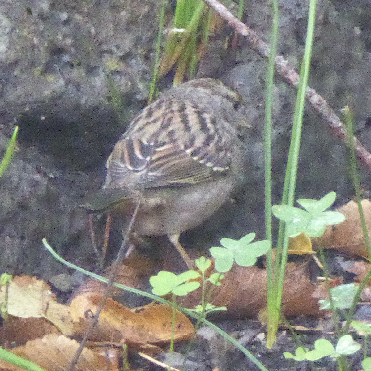 Golden-crowned Sparrow - ML645576326