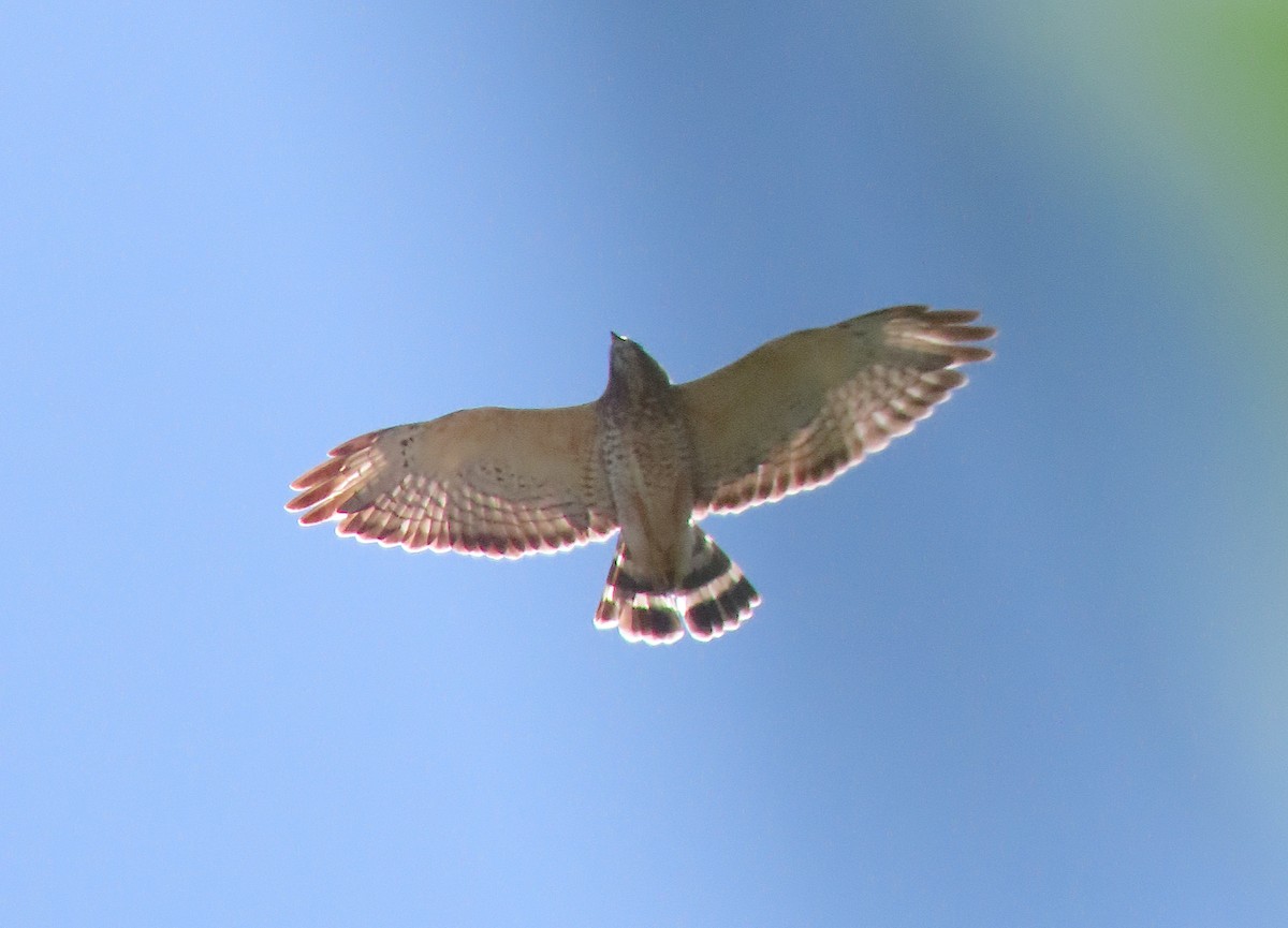Broad-winged Hawk - ML645576329