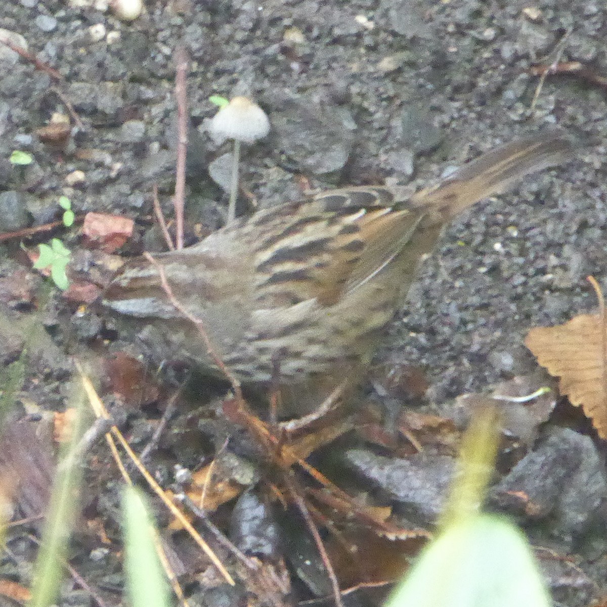 Song Sparrow - ML645576353