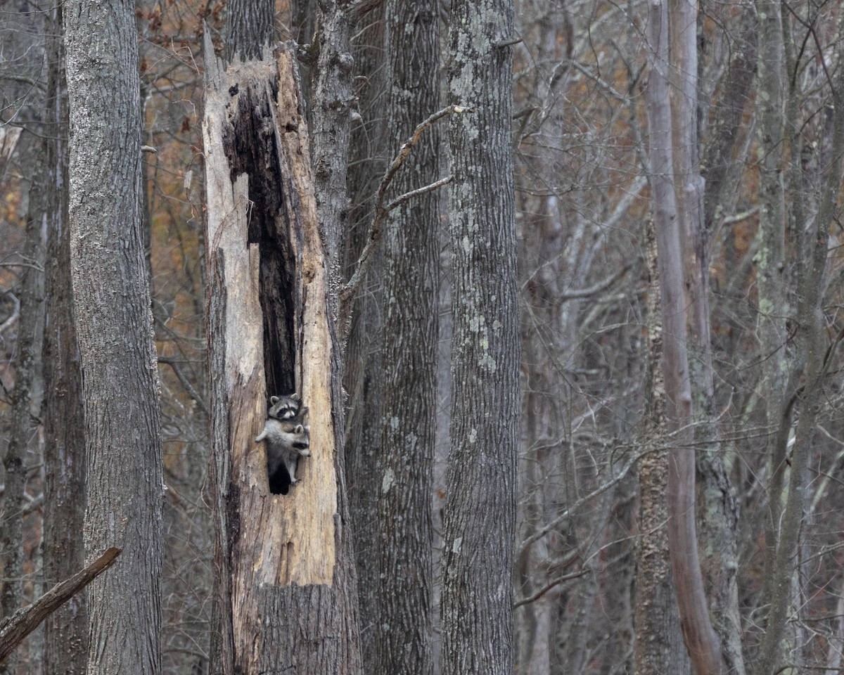 דביבון - ML645576357