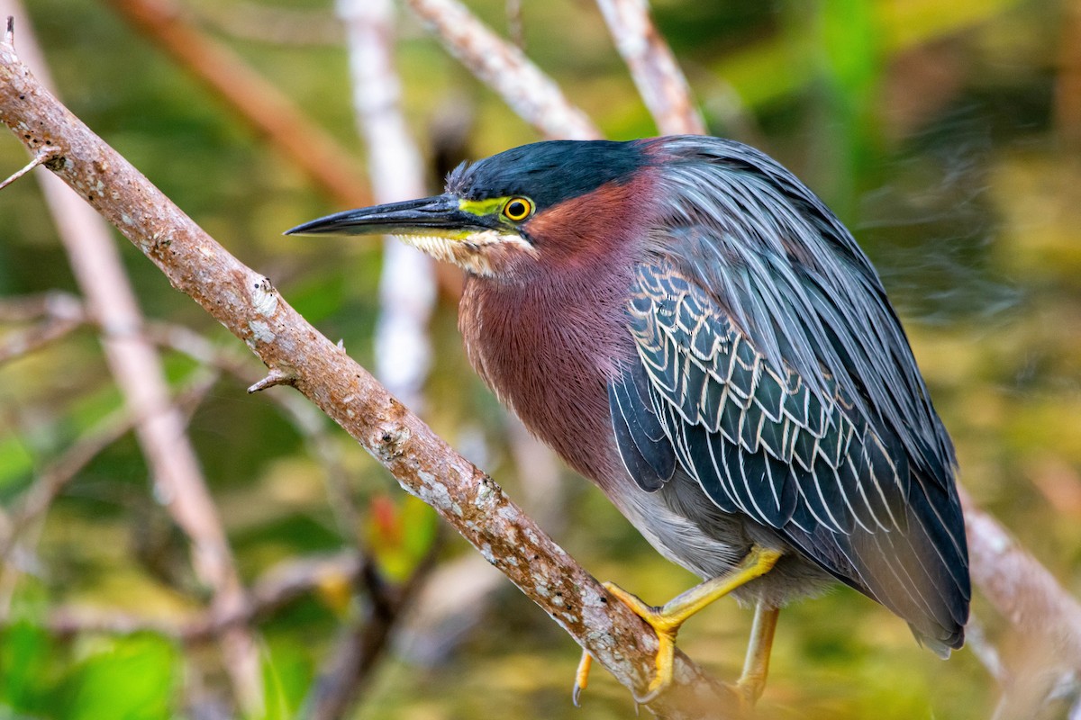 Green Heron - ML645576359