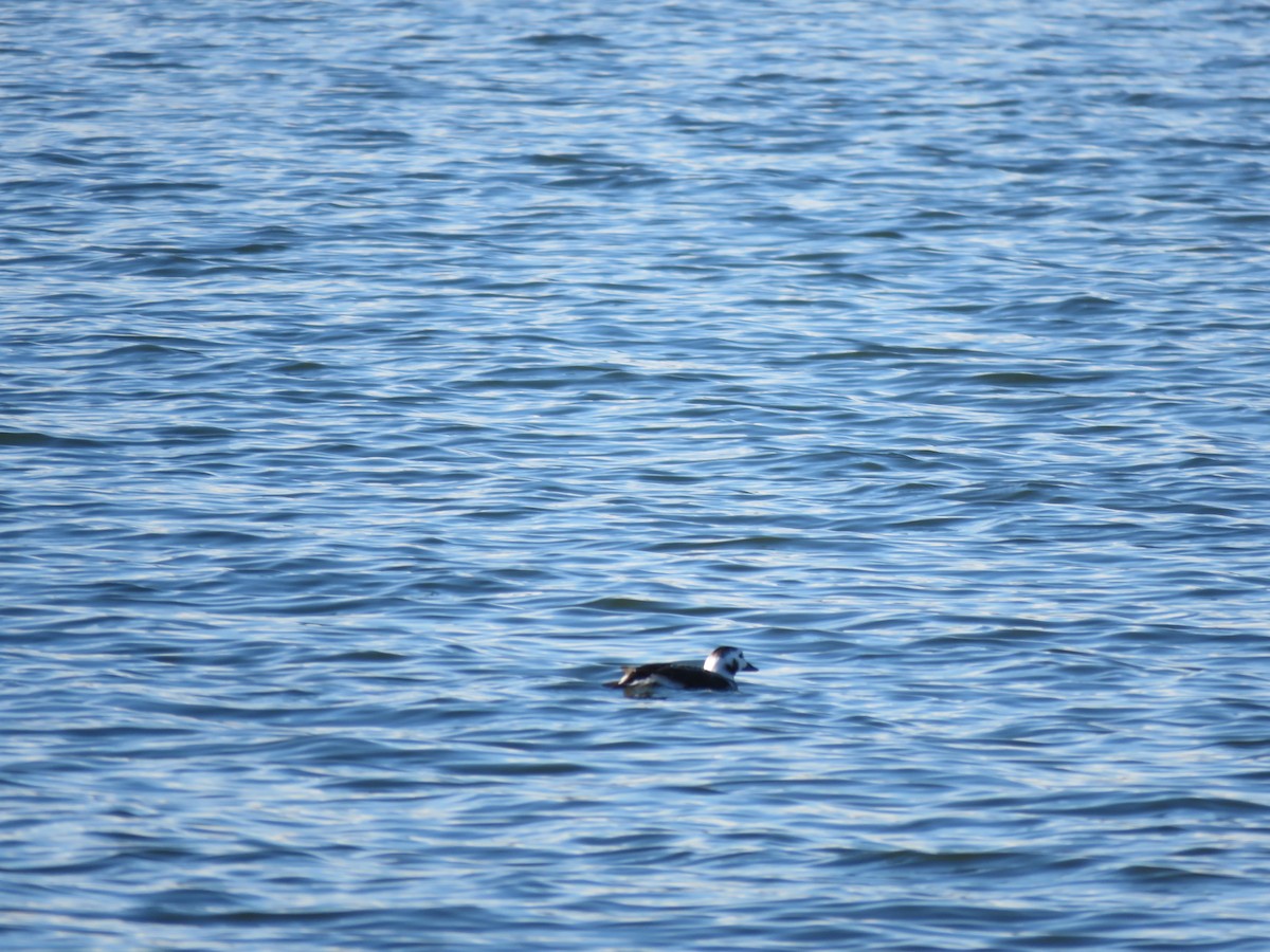 Moretta codona - ML645576361