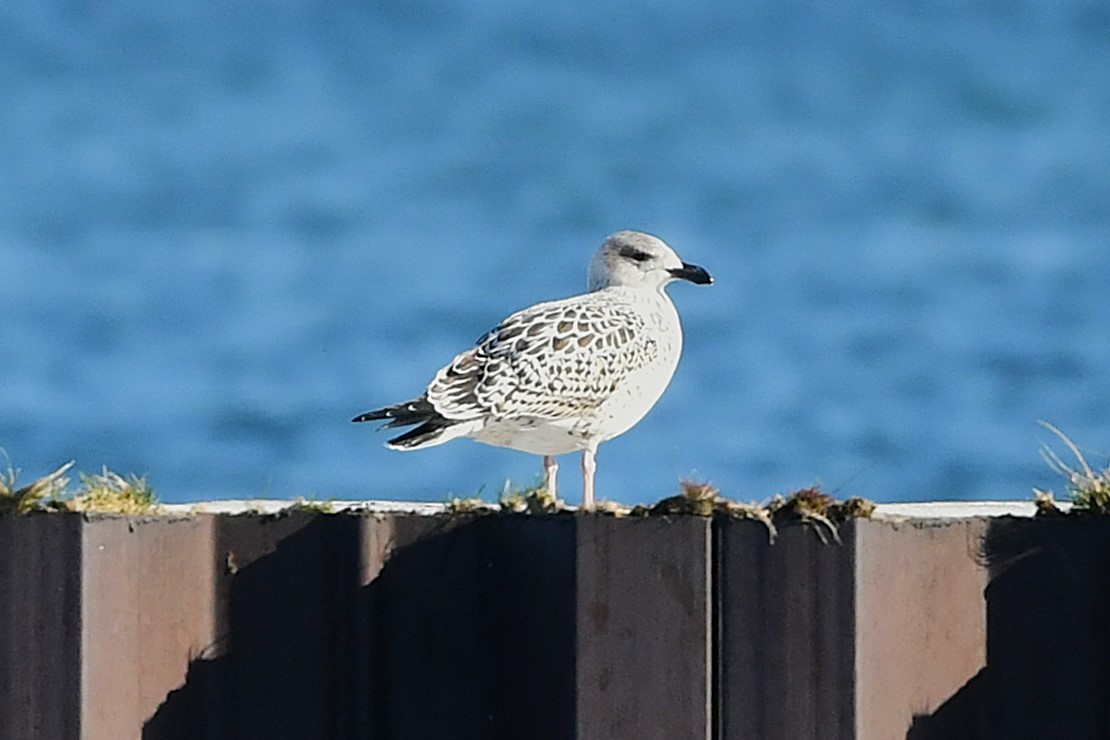 Gavión Atlántico - ML645576365