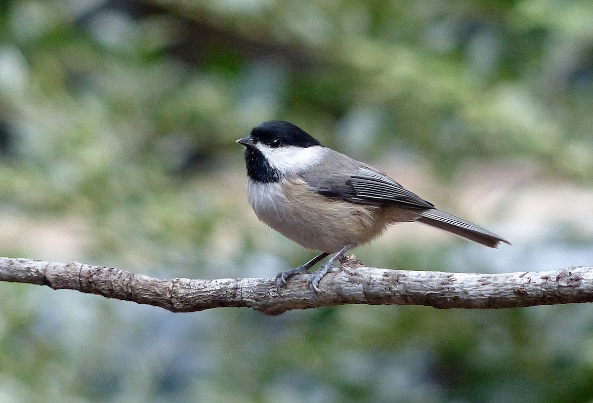 Karolina Baştankarası - ML645576369