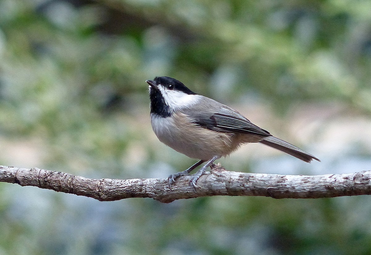 Karolina Baştankarası - ML645576370