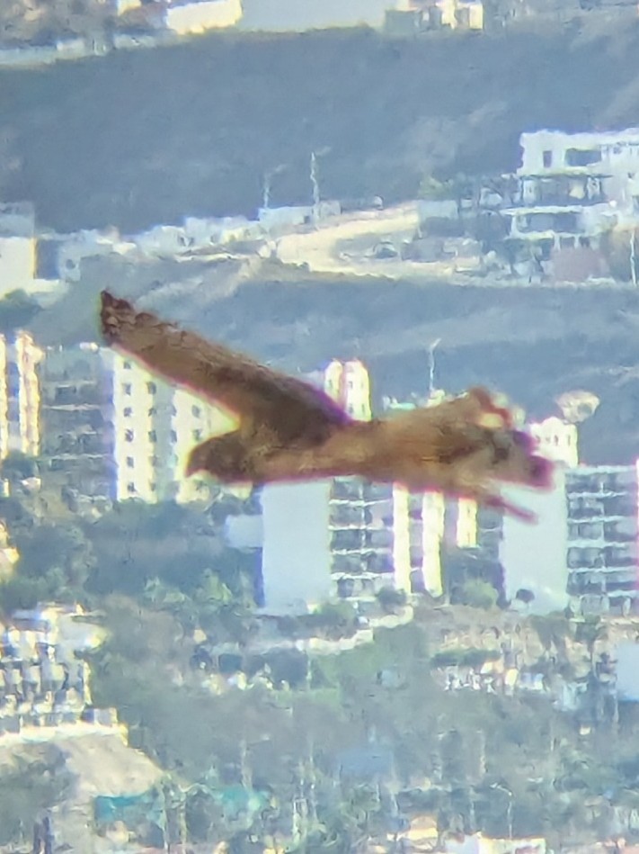 Mirotz zuri iparramerikarra - ML645576373