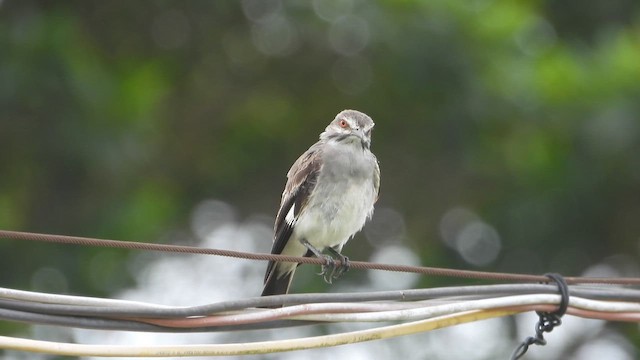 Gray Monjita - ML645576378