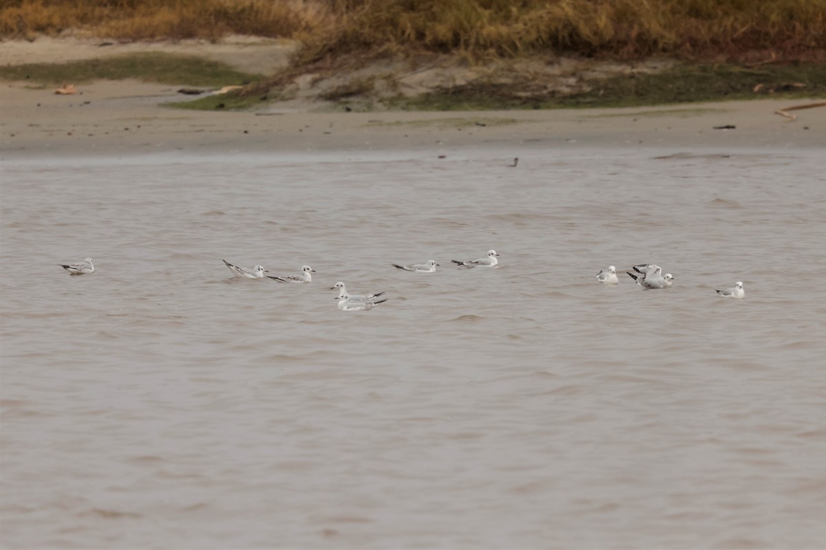 Bonaparte's Gull - ML645576380