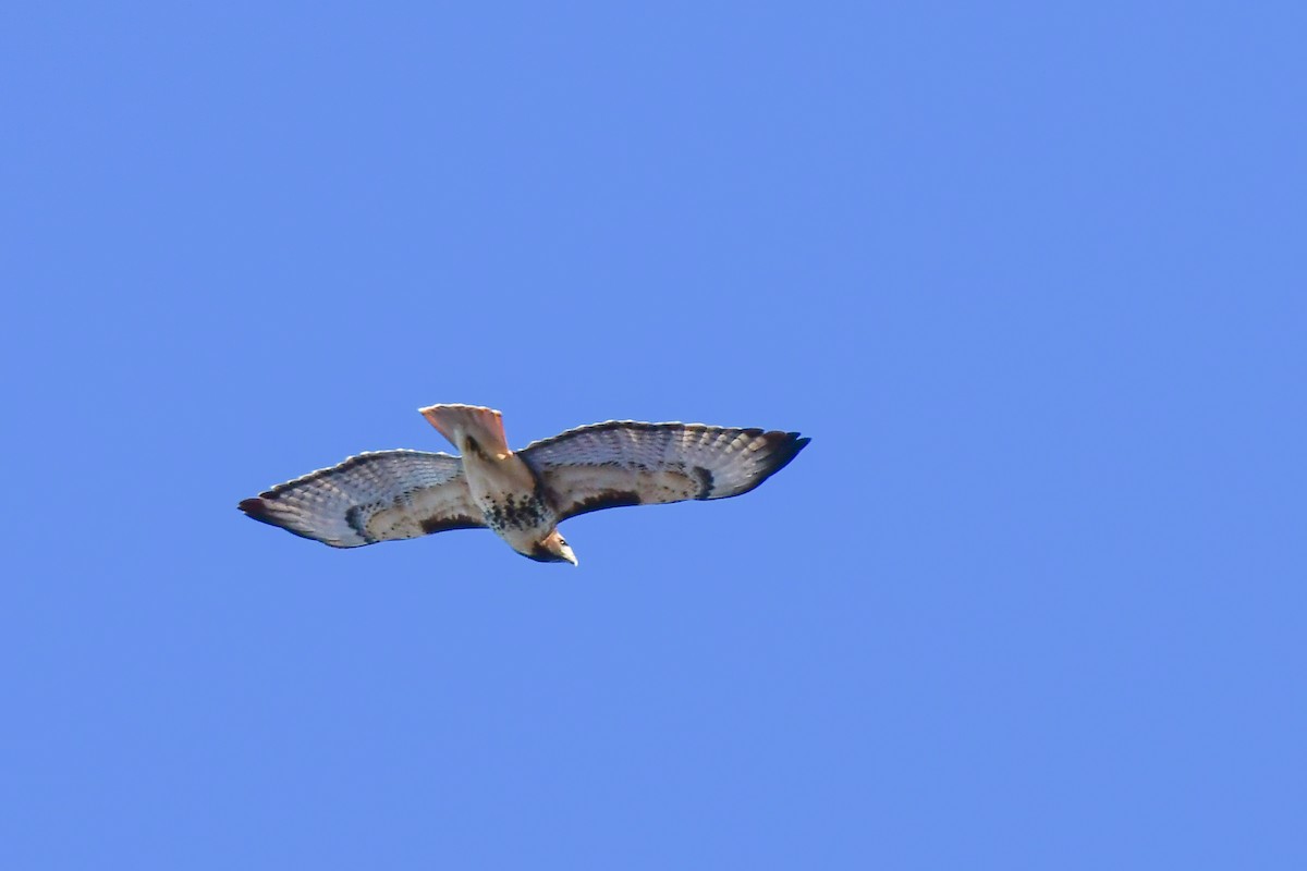 Red-tailed Hawk - ML645576382