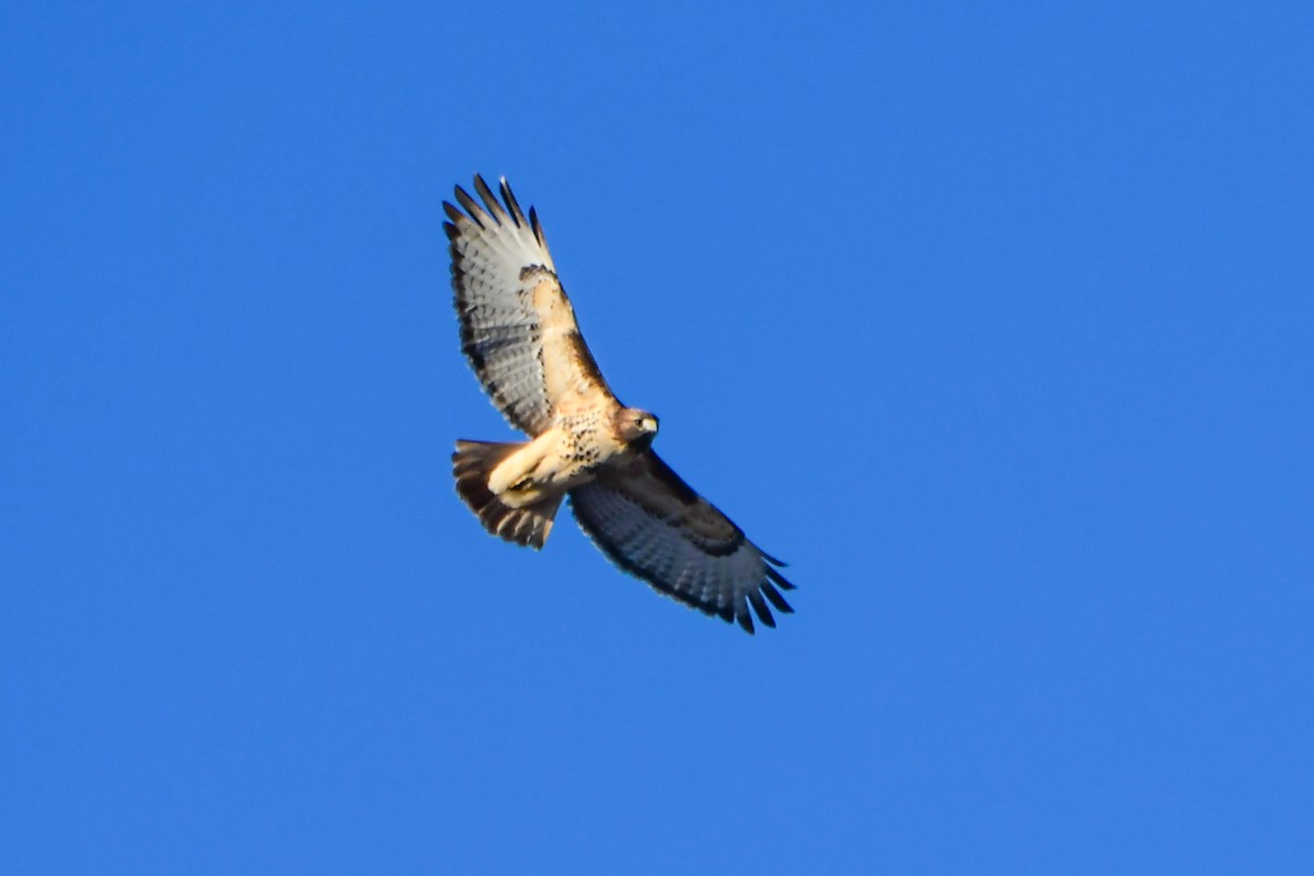 Red-tailed Hawk - ML645576383